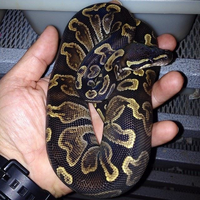 For Sale 2013 GHI female FaunaClassifieds