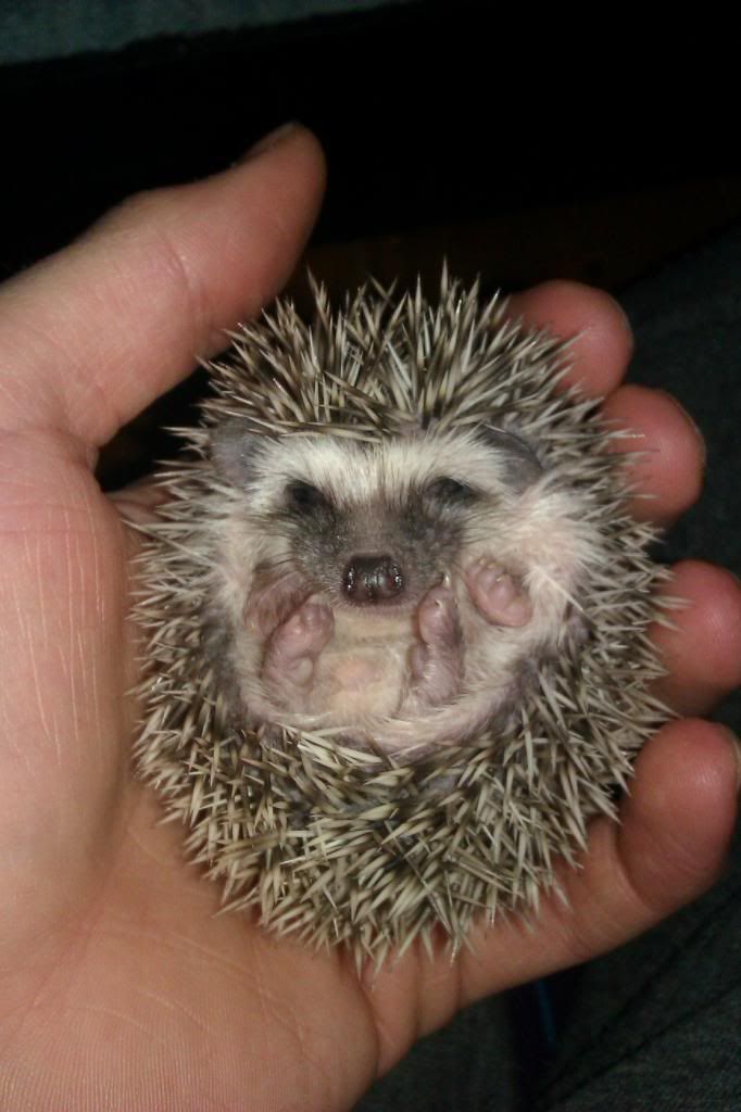 SE England African pygmy hedgehogs for sale. Reptile Forums