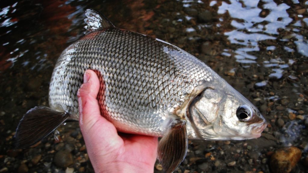 Wabamun whitefish report ) Alberta Outdoorsmen Forum