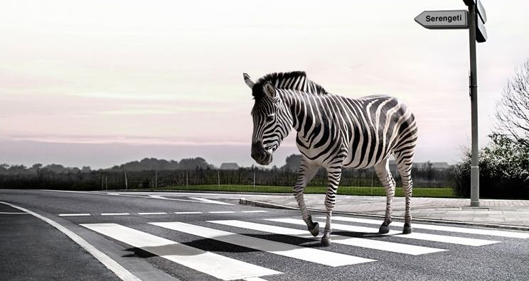 zebra-crossing-l_zps7aa26964.jpg