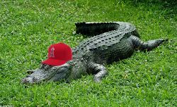 Rallygator!