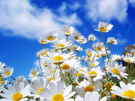 sunny day photo: Happy Mothers day daisies.jpg