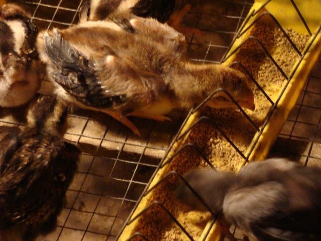 hỏi về máng ăn uống gà con 1 tháng tuổi