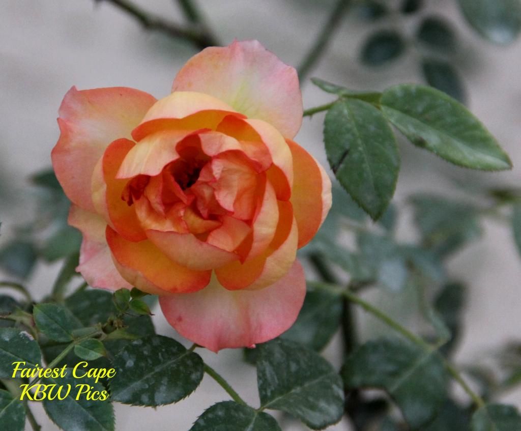 Rose Database   Page 12   Pakistan Gardening Forum