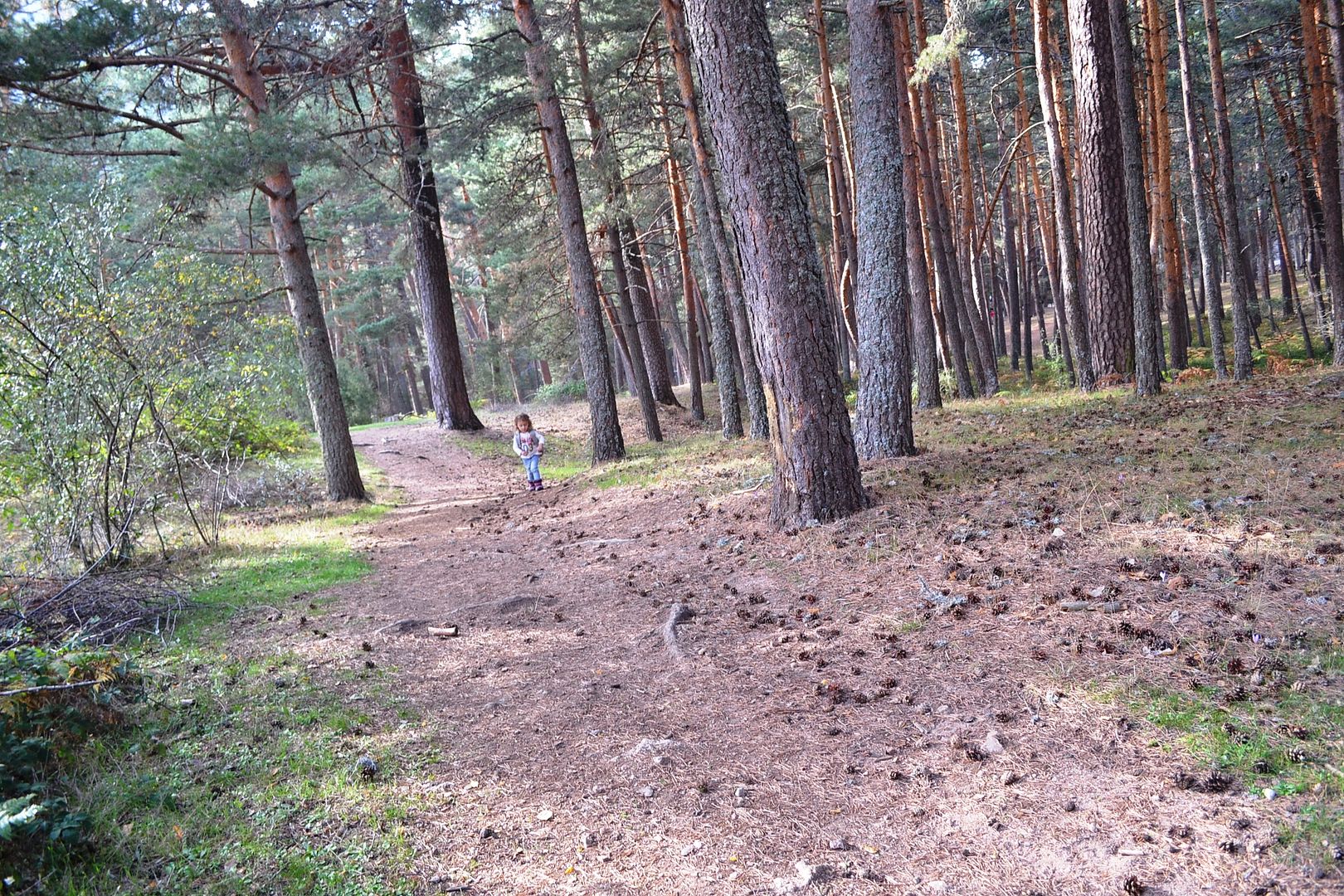  photo excursion-con-nintildeos-bosque-Madrid-boca-delasno-sierradeSegovia-bosque-Navacerrada35_zps34e0afd8.jpg