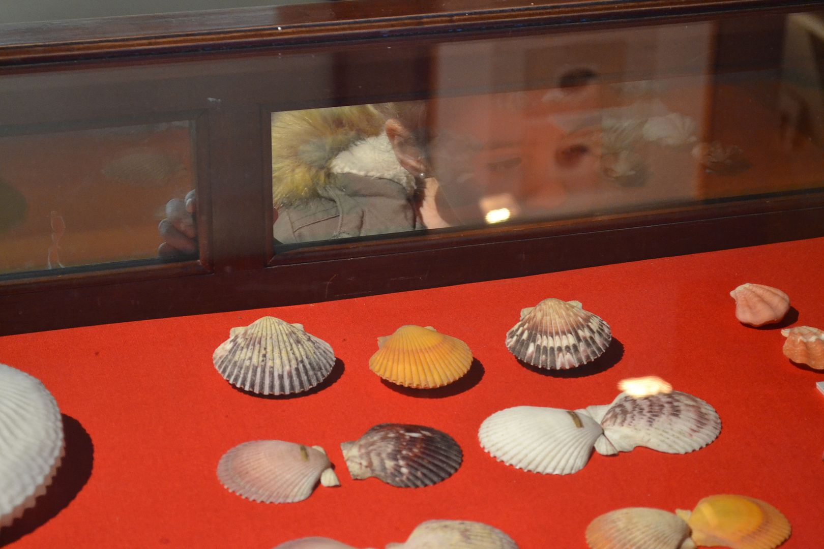 museo de ciencias naturales nacional plan con niños conchas del mar