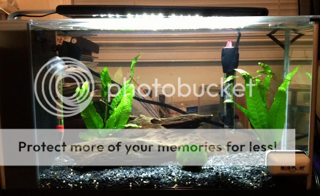 Easy Fix for Strong Current in Fluval Spec Tanks | Betta Fish Forum