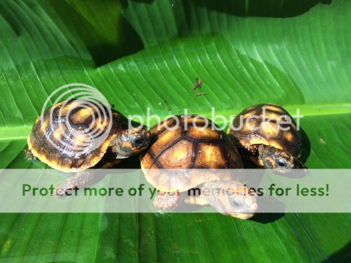 Redfoot Hatchlings For Sale South Florida Local Only Tortoise